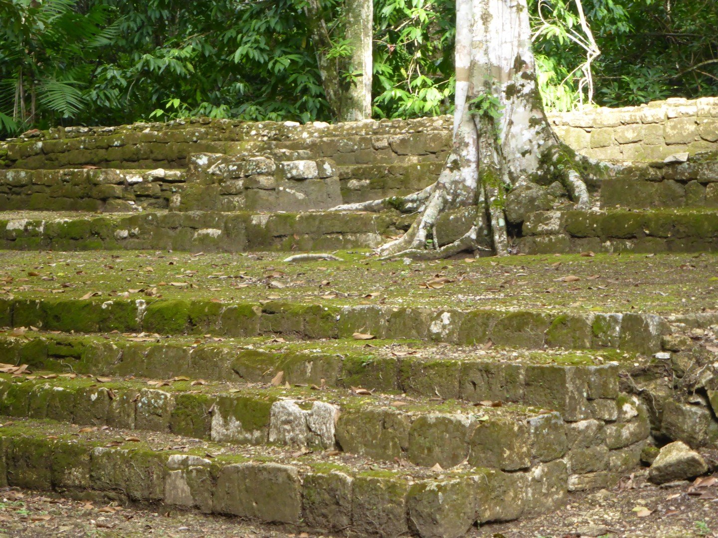 Tree growing on Mayan ruins at Ceibal, Guatemala