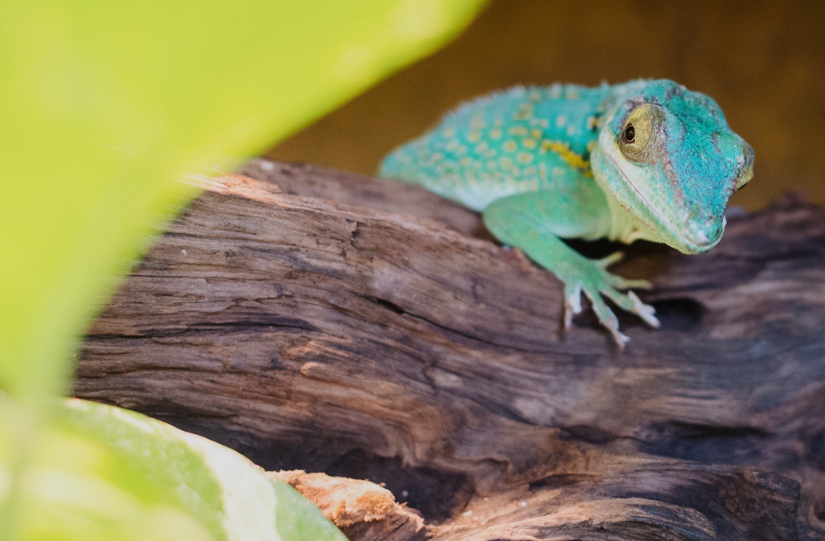 Close-up of a lizard in Baracoa Cuba