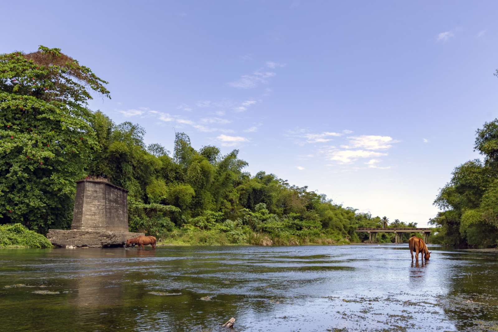 Horse drinking in the Rio Miel near Baracoa Cuba