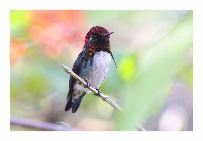 The Bee Hummingbird in Cuba