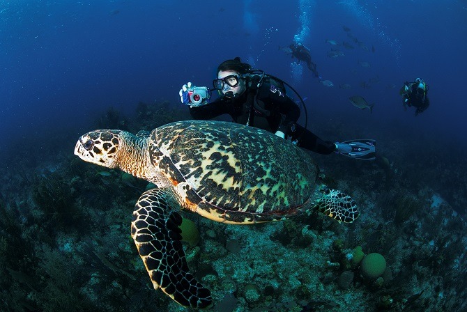 Turtle being followed by a scuba diver in Belize