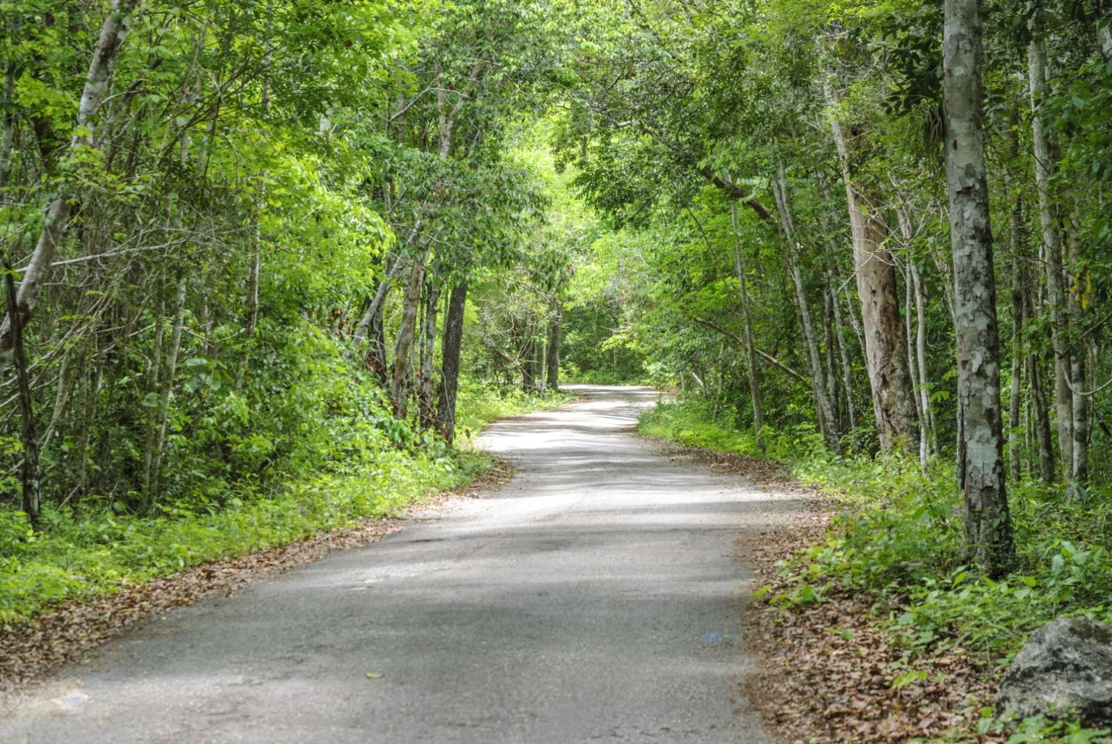 Empty, scenic road leading to Calakmul in Mexico