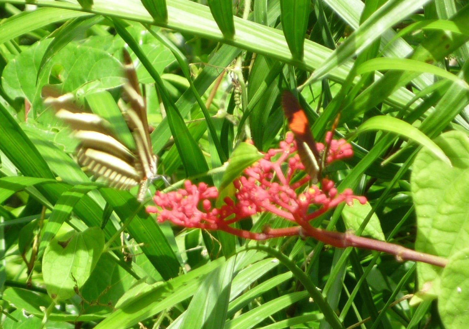 Flower in Calakmul in Mexico