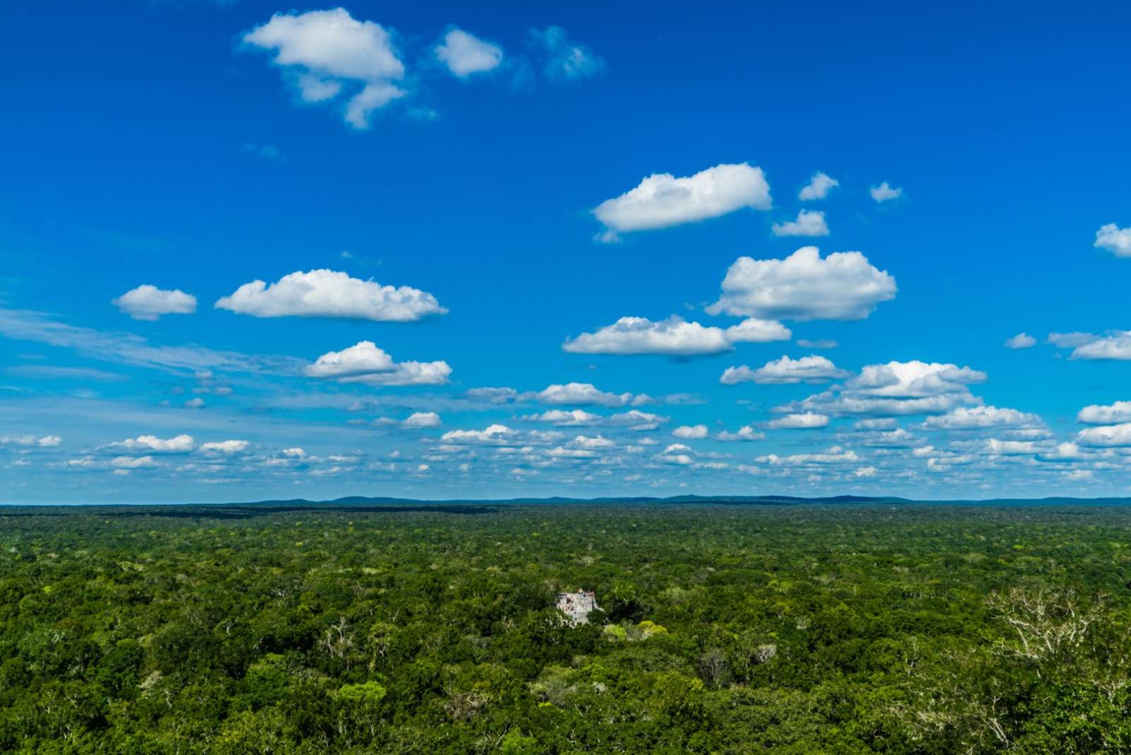 The jungle of Calakmul in Mexico