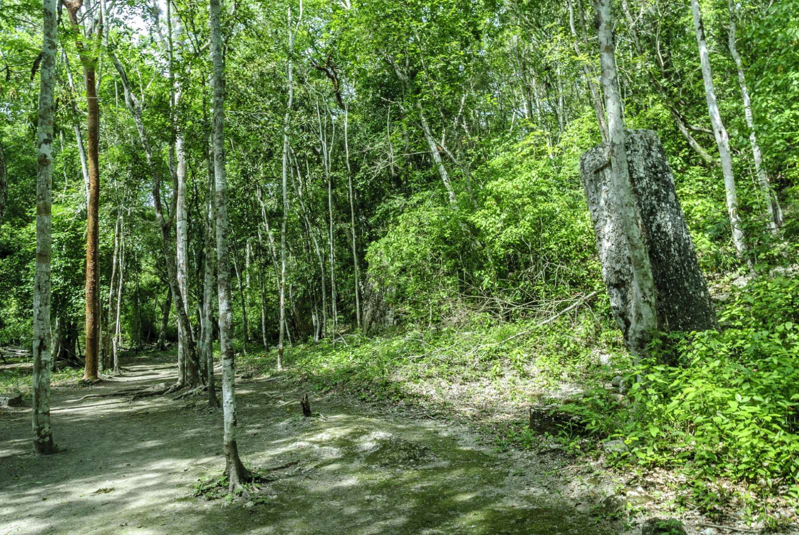 Jungle path in Calakmul in Mexico