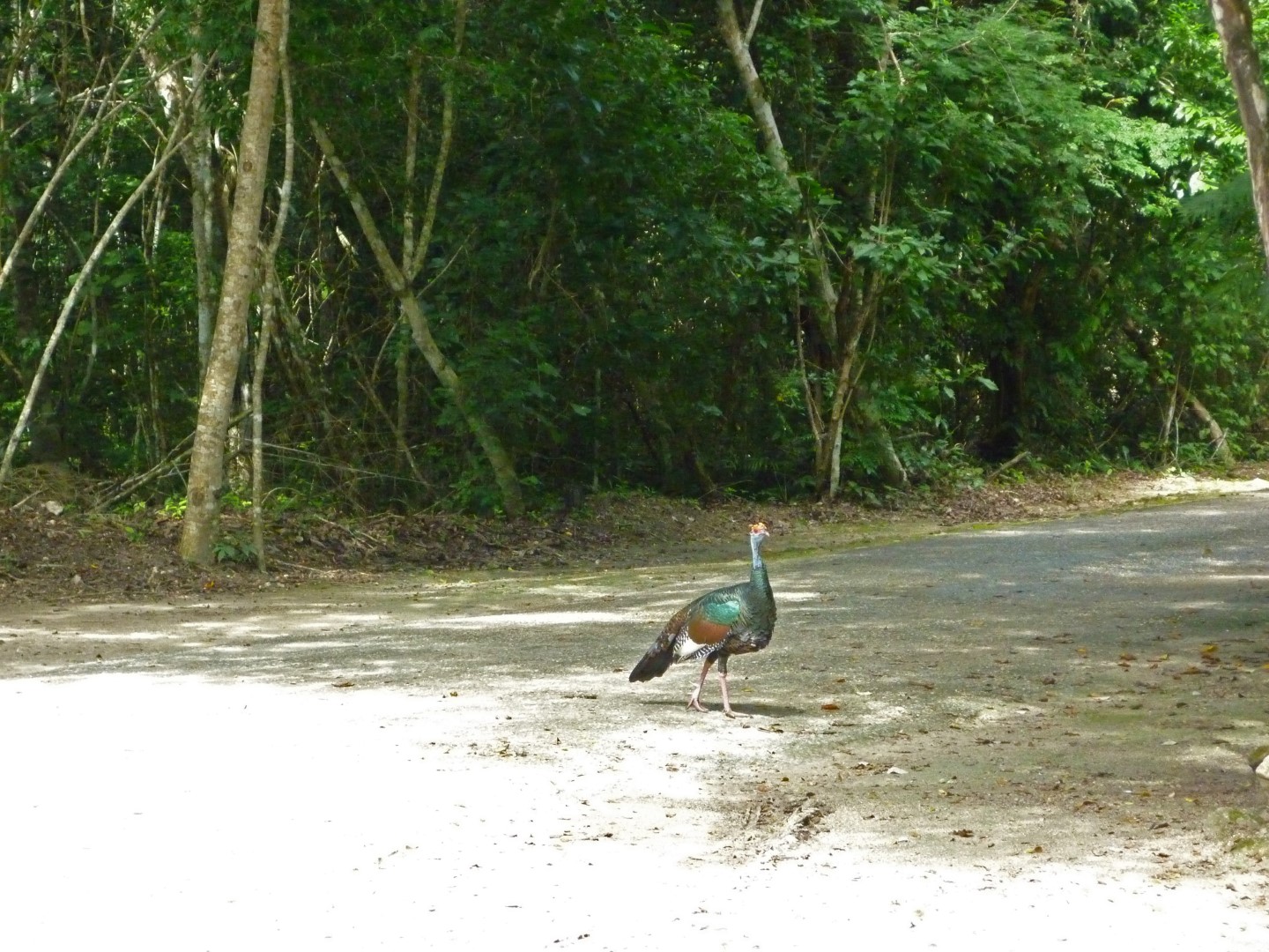 Peacock crossing the road in Calakmul in Mexico