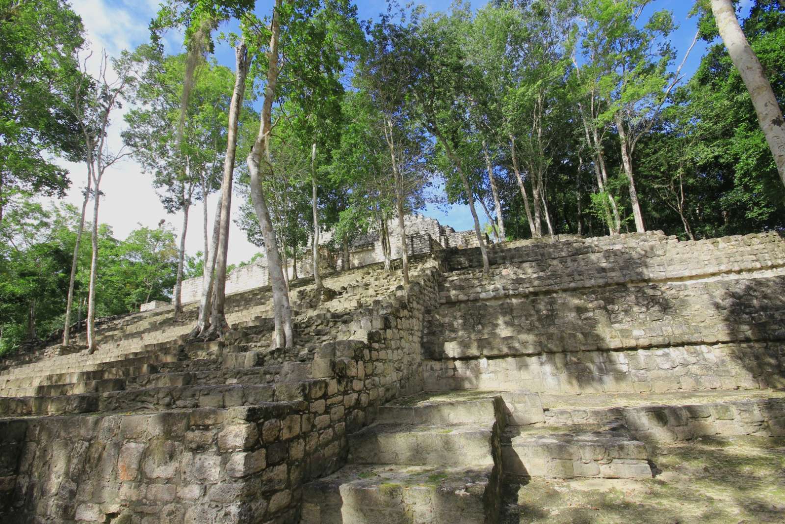 Trees growing through steps at Calakmul in Mexico