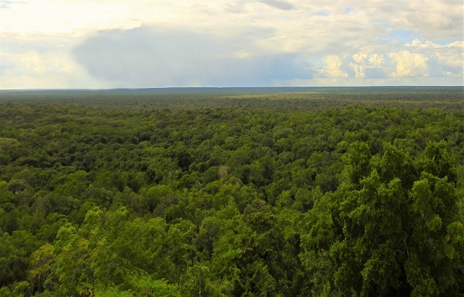 The jungle surrounding the Mayan ruins at Calakmul