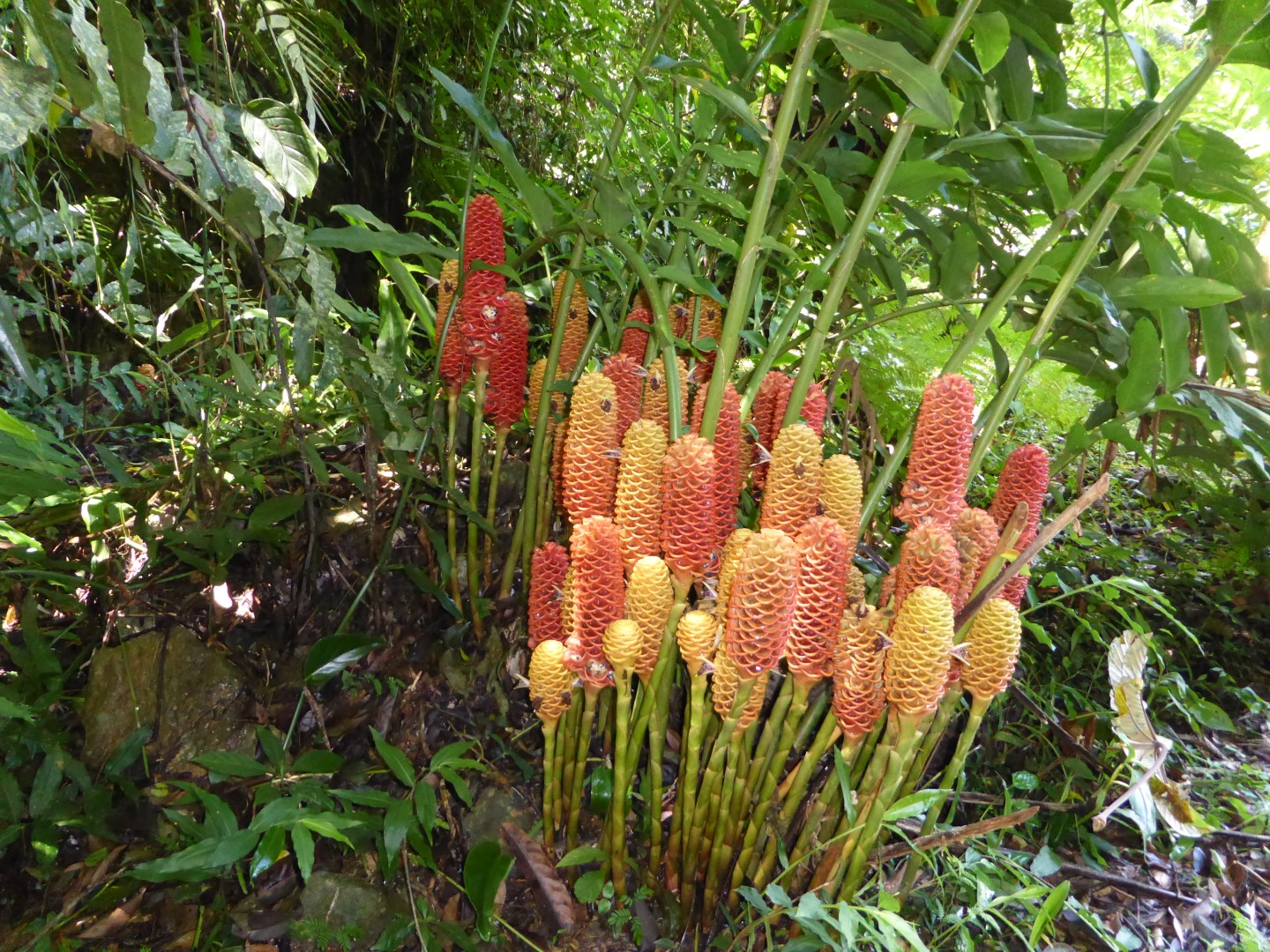 Flowers at Candelaria Lodge hotel