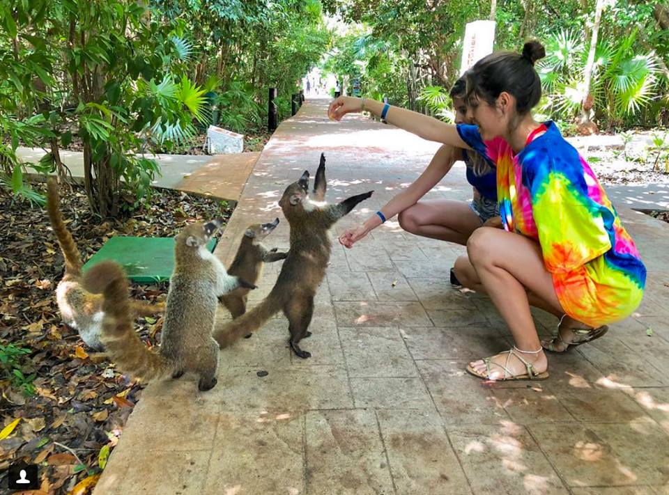 Coatis at Catalonia Playa Maroma