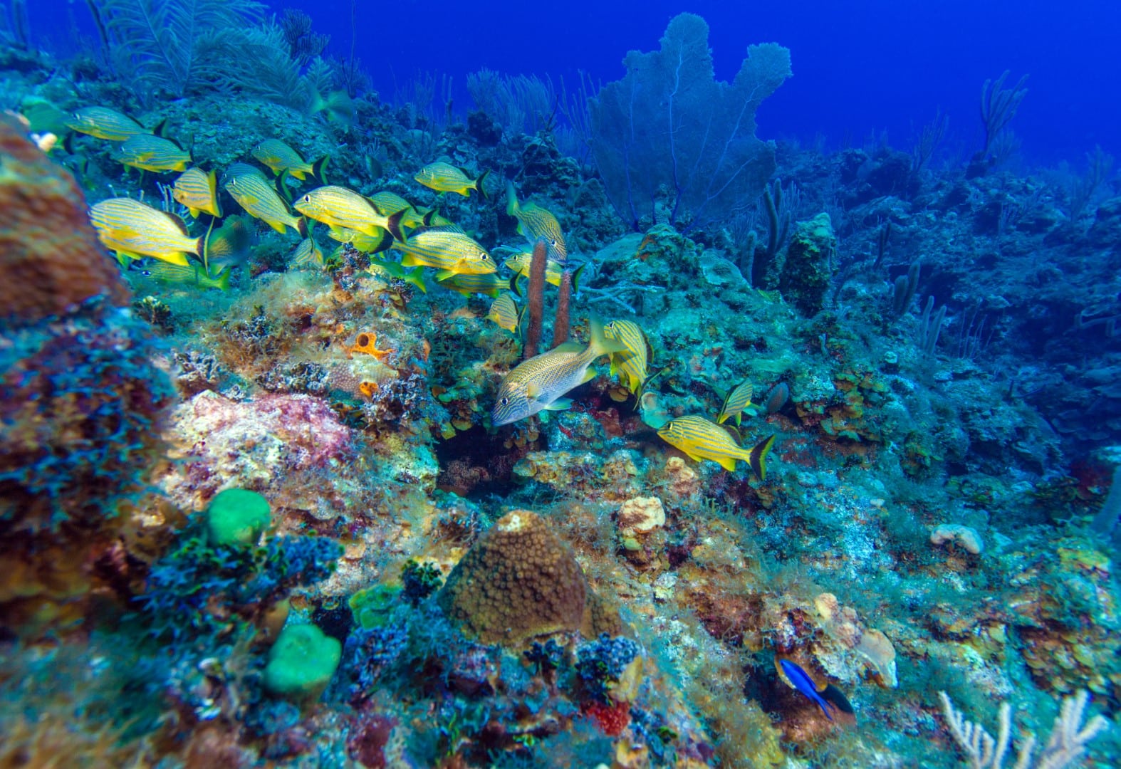 School Of Snappers, Cayo Largo, Cuba