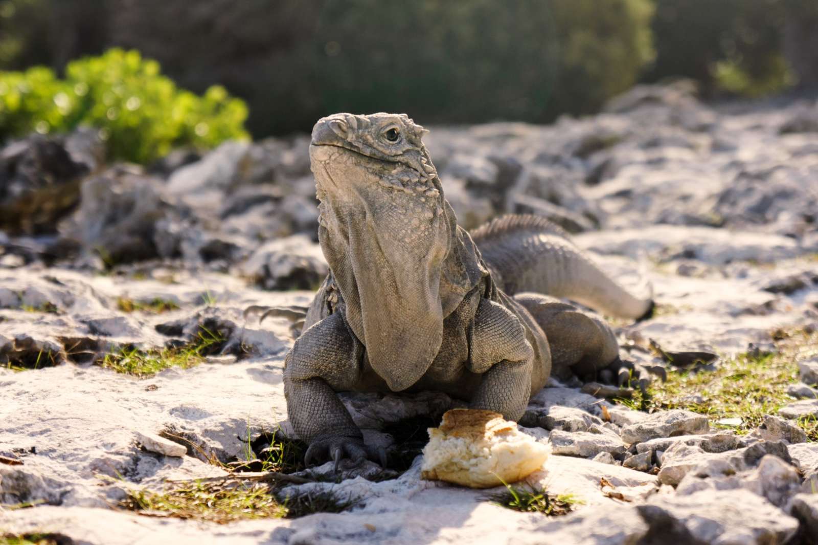 An iguana on Cayo Largo, Cuba