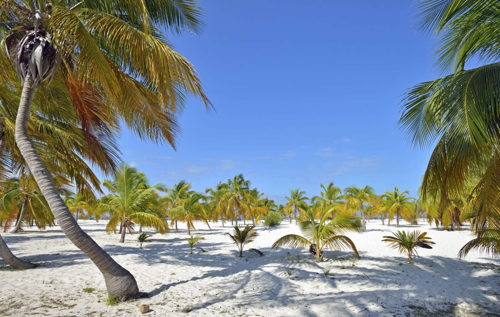 A wide expanse of palm trees on Cayo Largo, Cuba