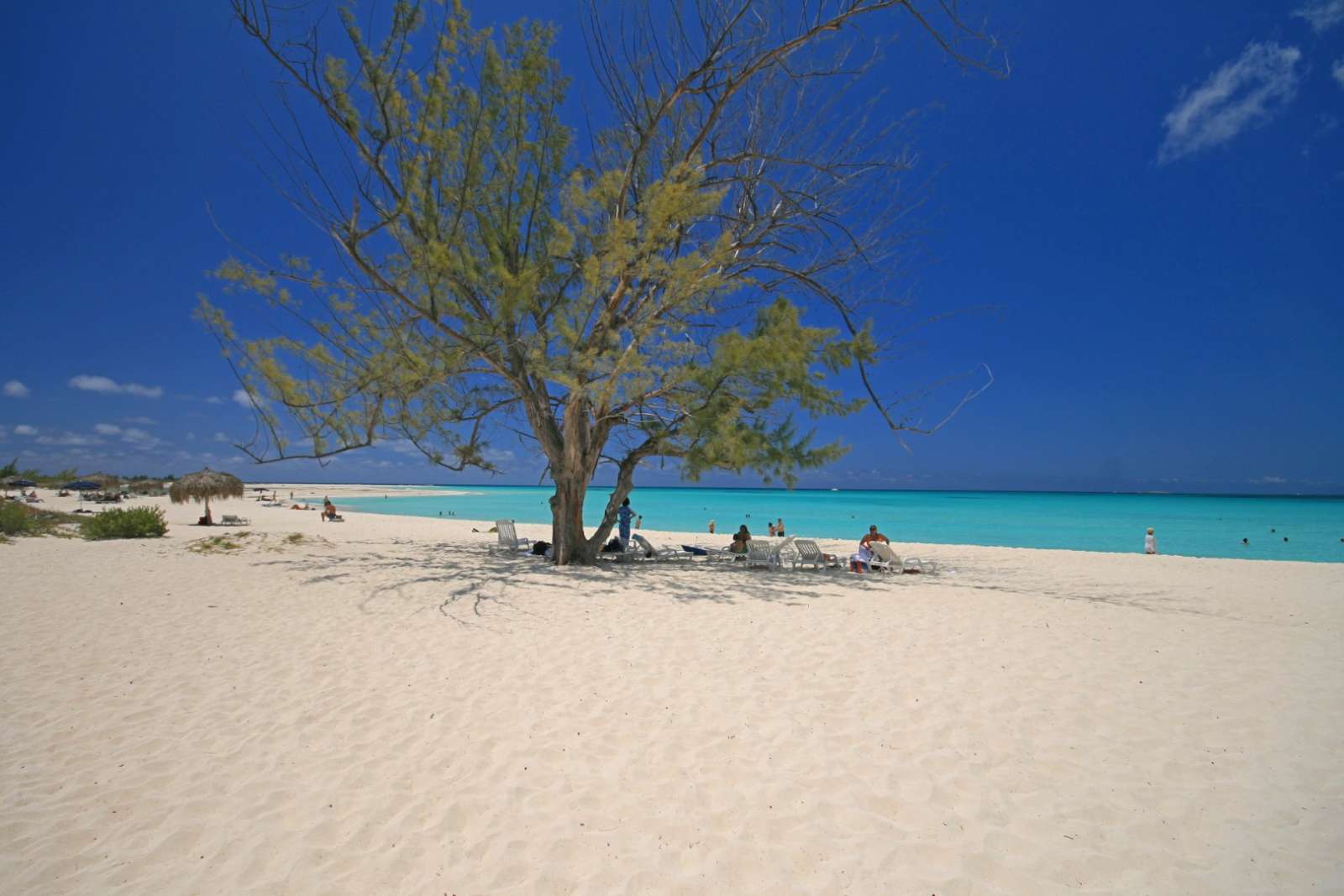 A solitary tree on the beach at Cayo Largo, Cuba