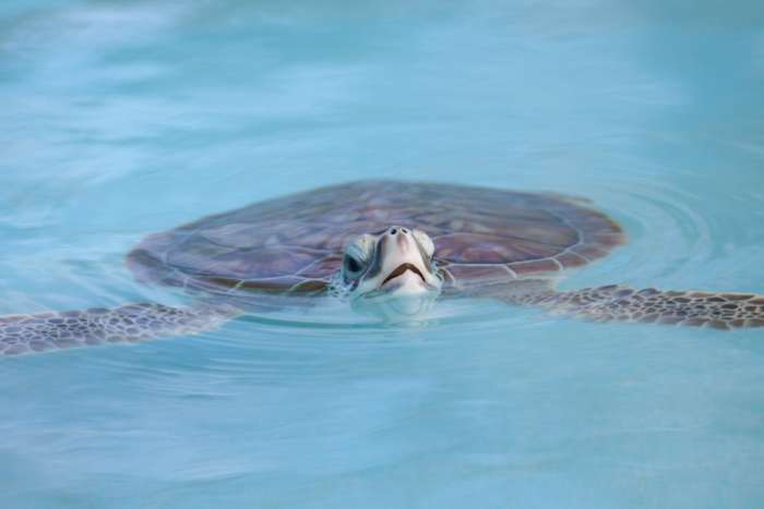Turtle swimming near Cayo Largo, Cuba
