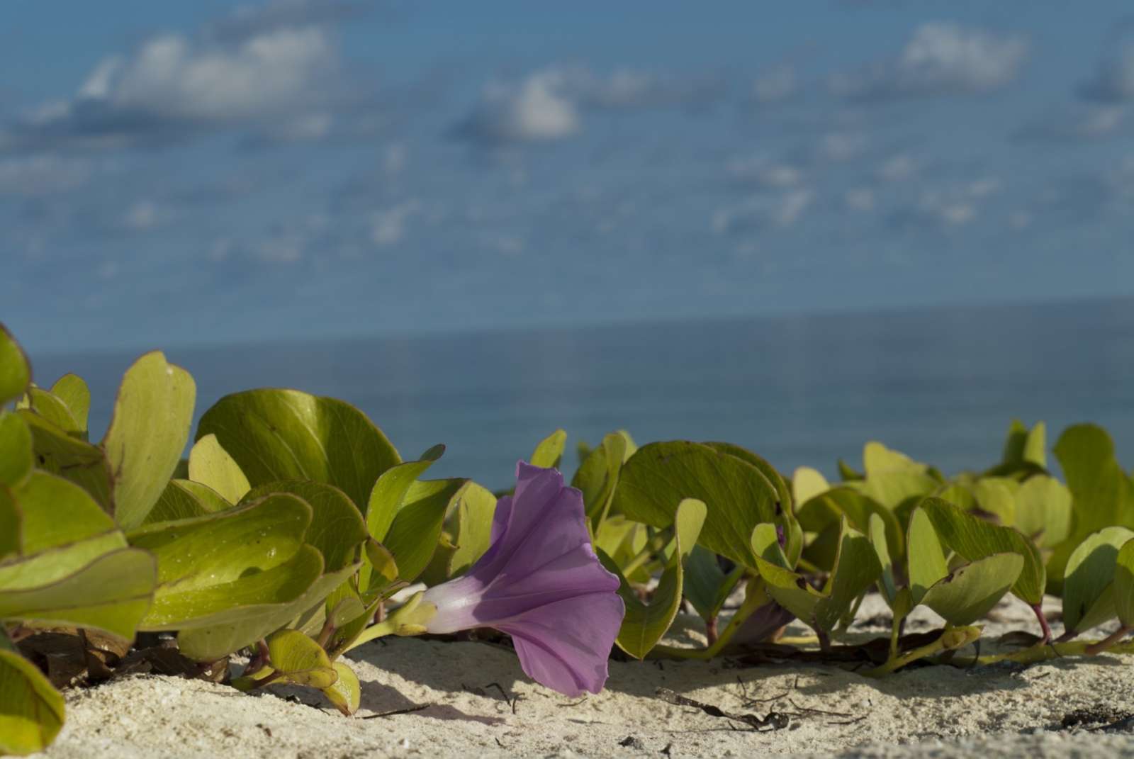 Beach vegetation on Cayo Levisa, Cuba