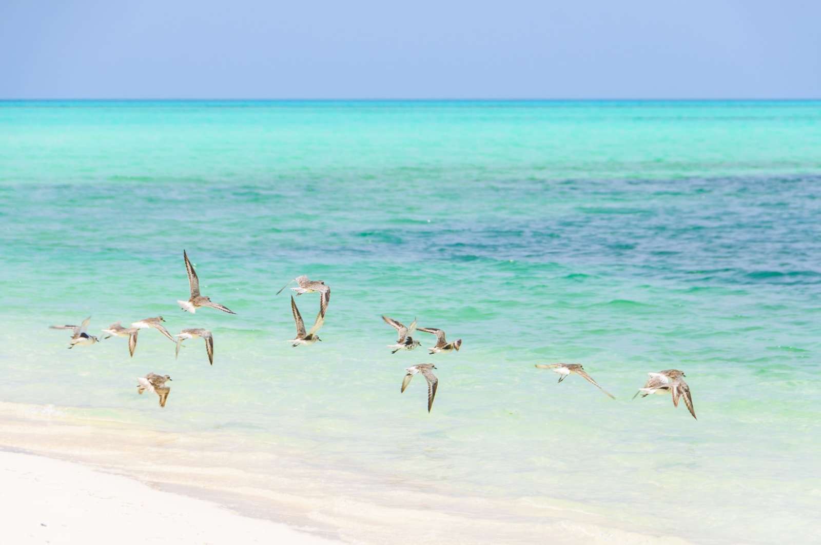 Flock of flying birds on Cayo Levisa, Cuba