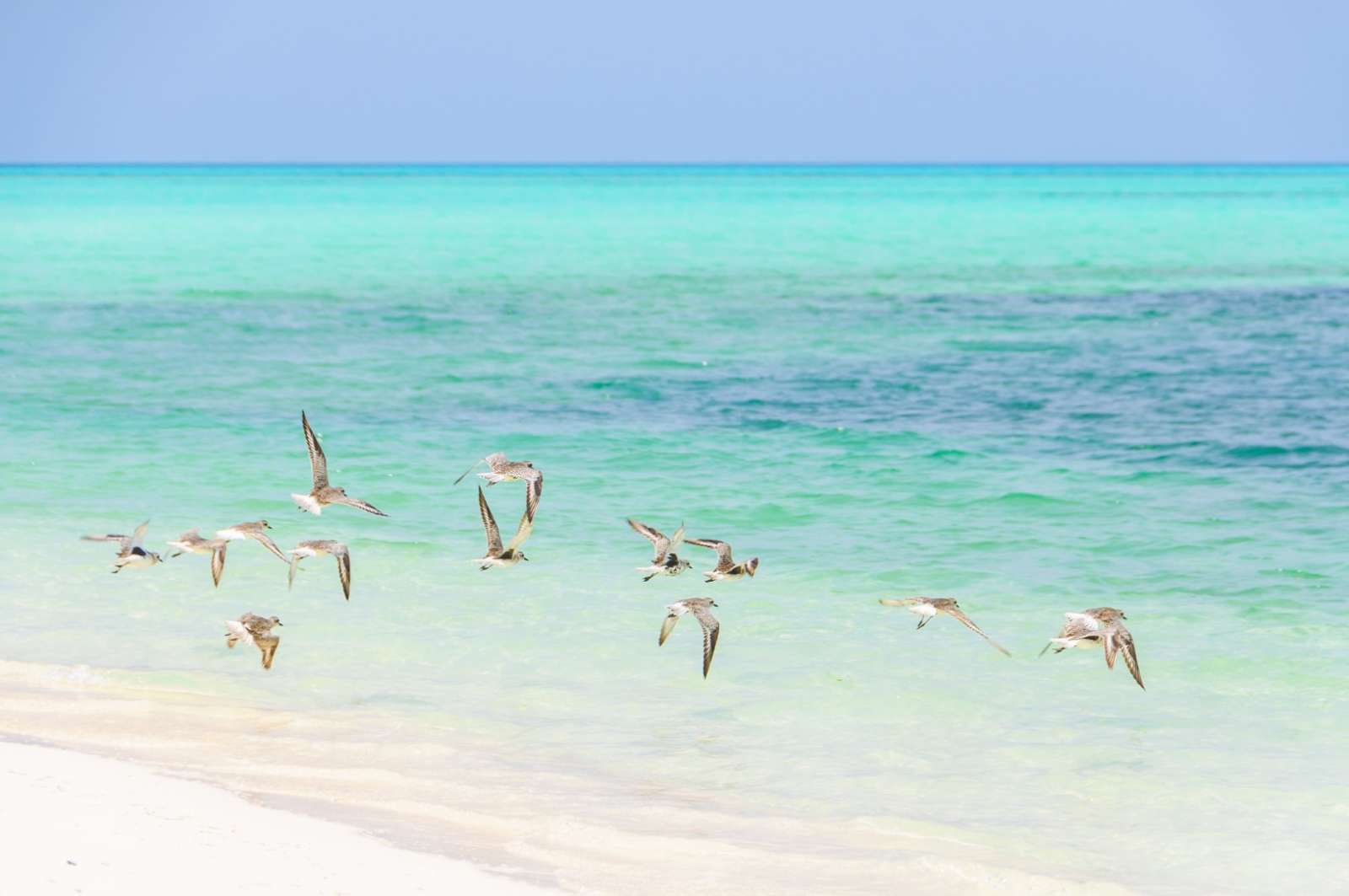 Flock of flying birds on Cayo Levisa, Cuba