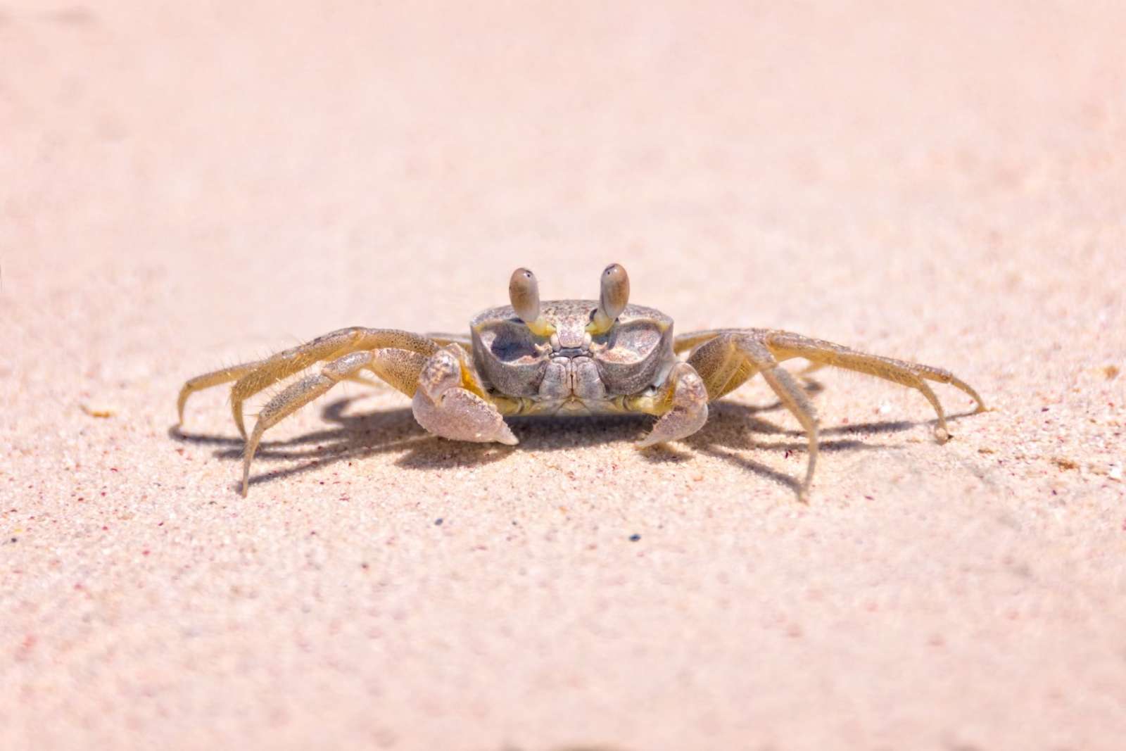 Crab on the beach at Cayo Levisa, Cuba