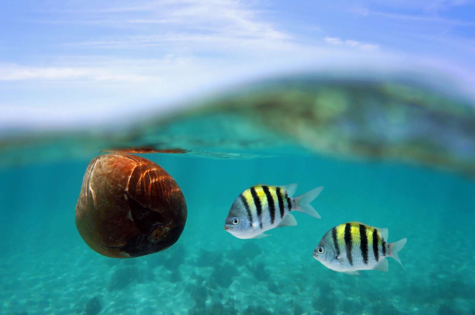 Fish and coconut at Cayo Levisa, Cuba