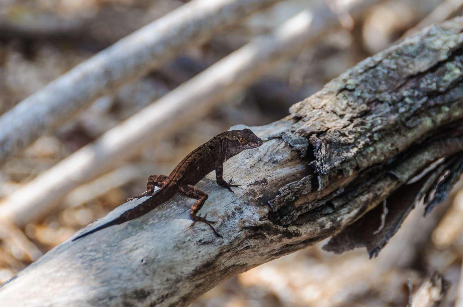 Small lizard on Cayo Levisa, Cuba