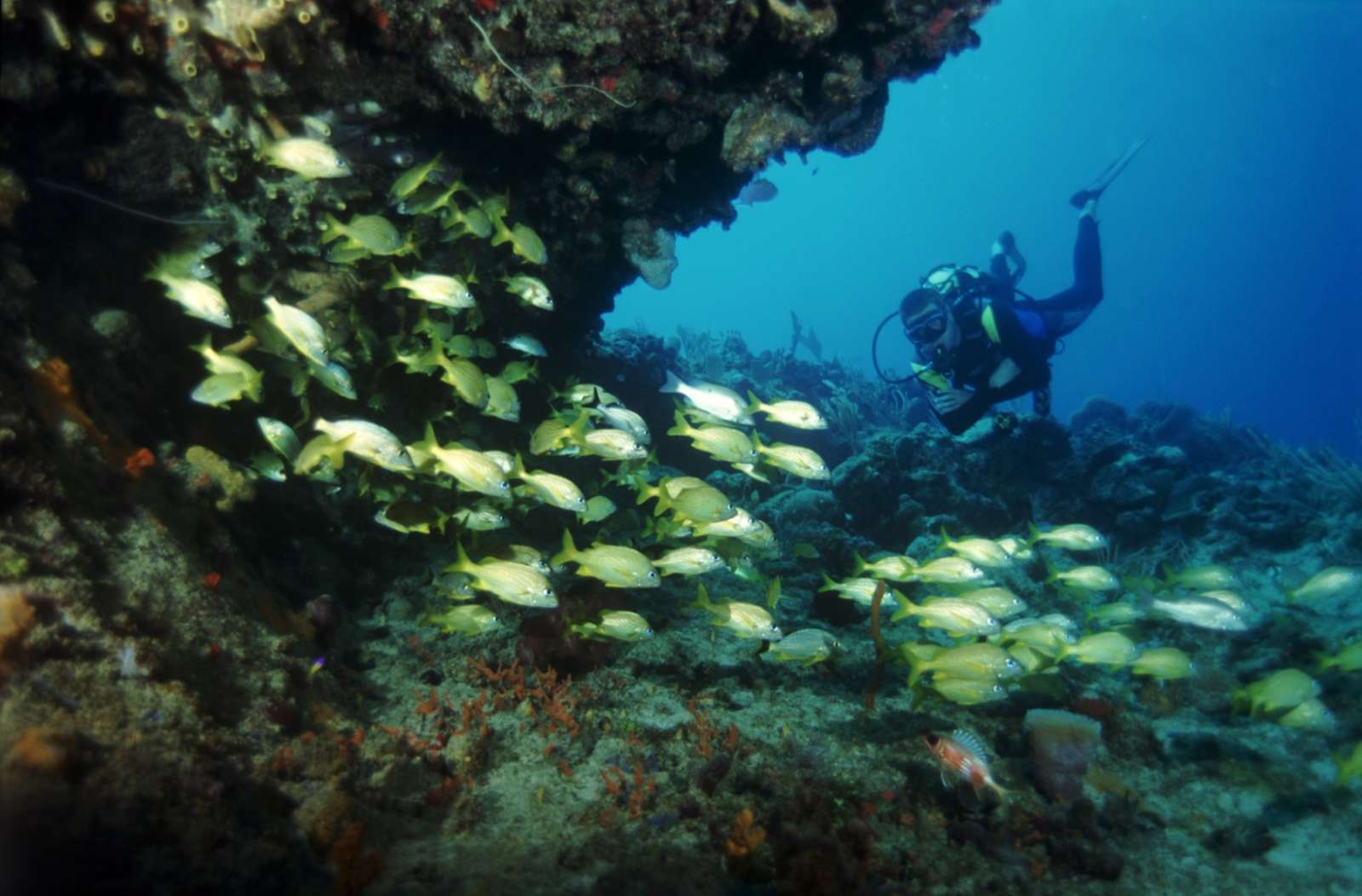 Scuba diving from Cayo Levisa, Cuba