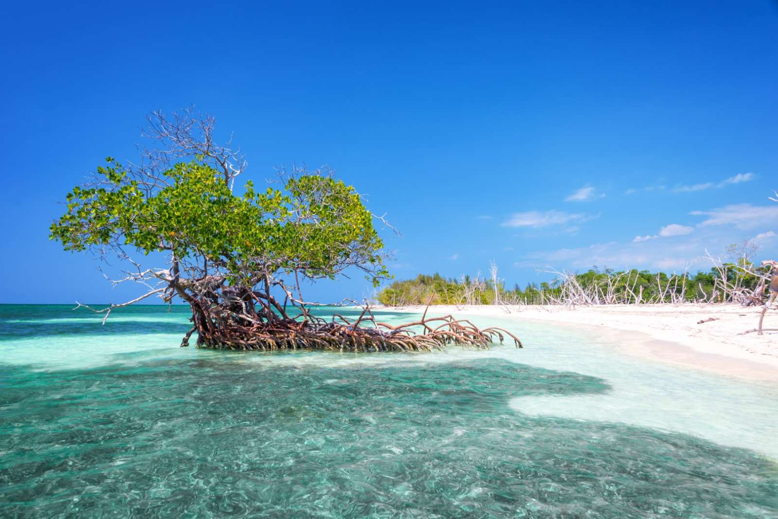 A tree growing in the sea on Cayo Levisa