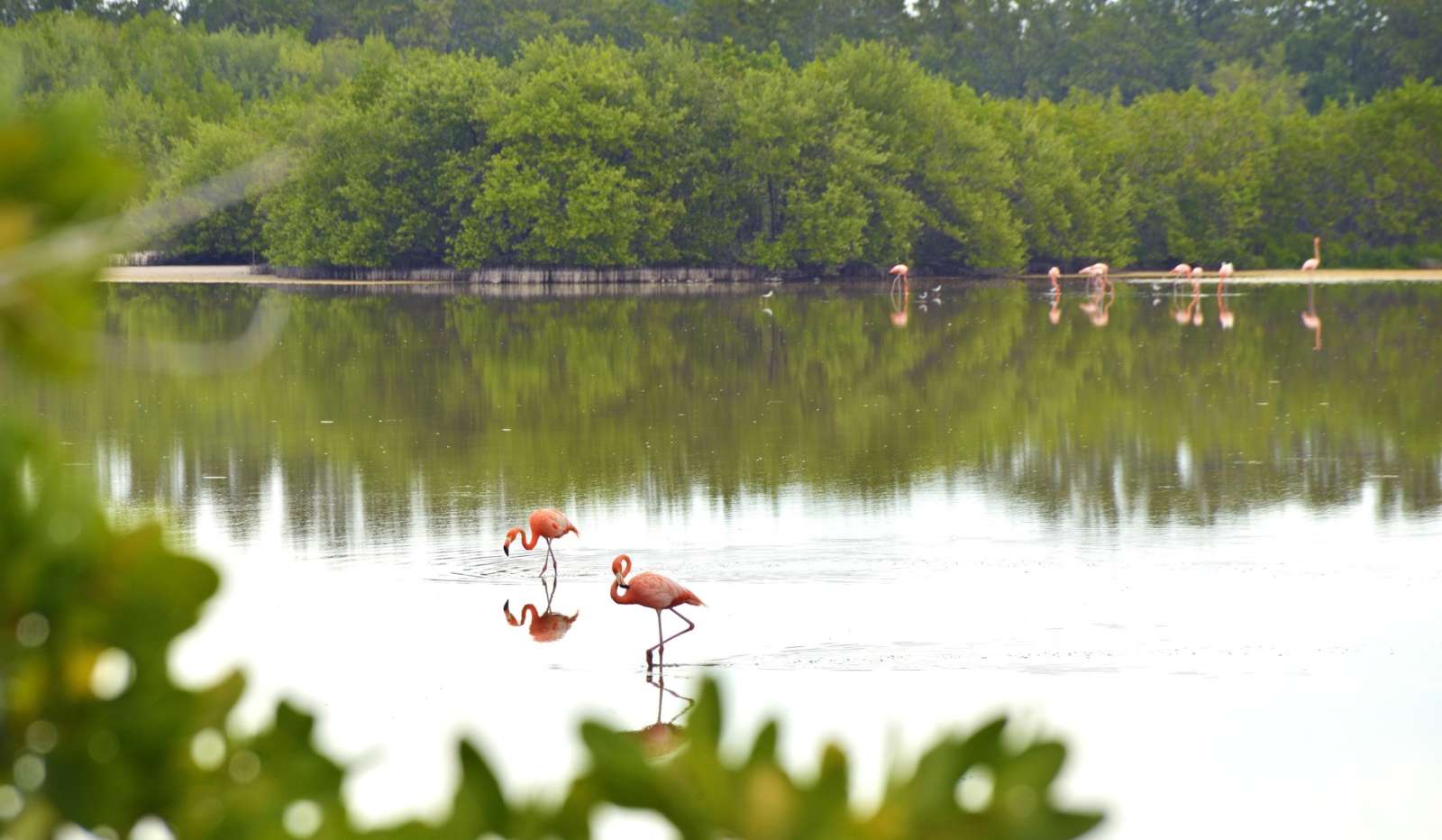 Flamingos in the lagoon at Cayos de Villa Clara, Cuba