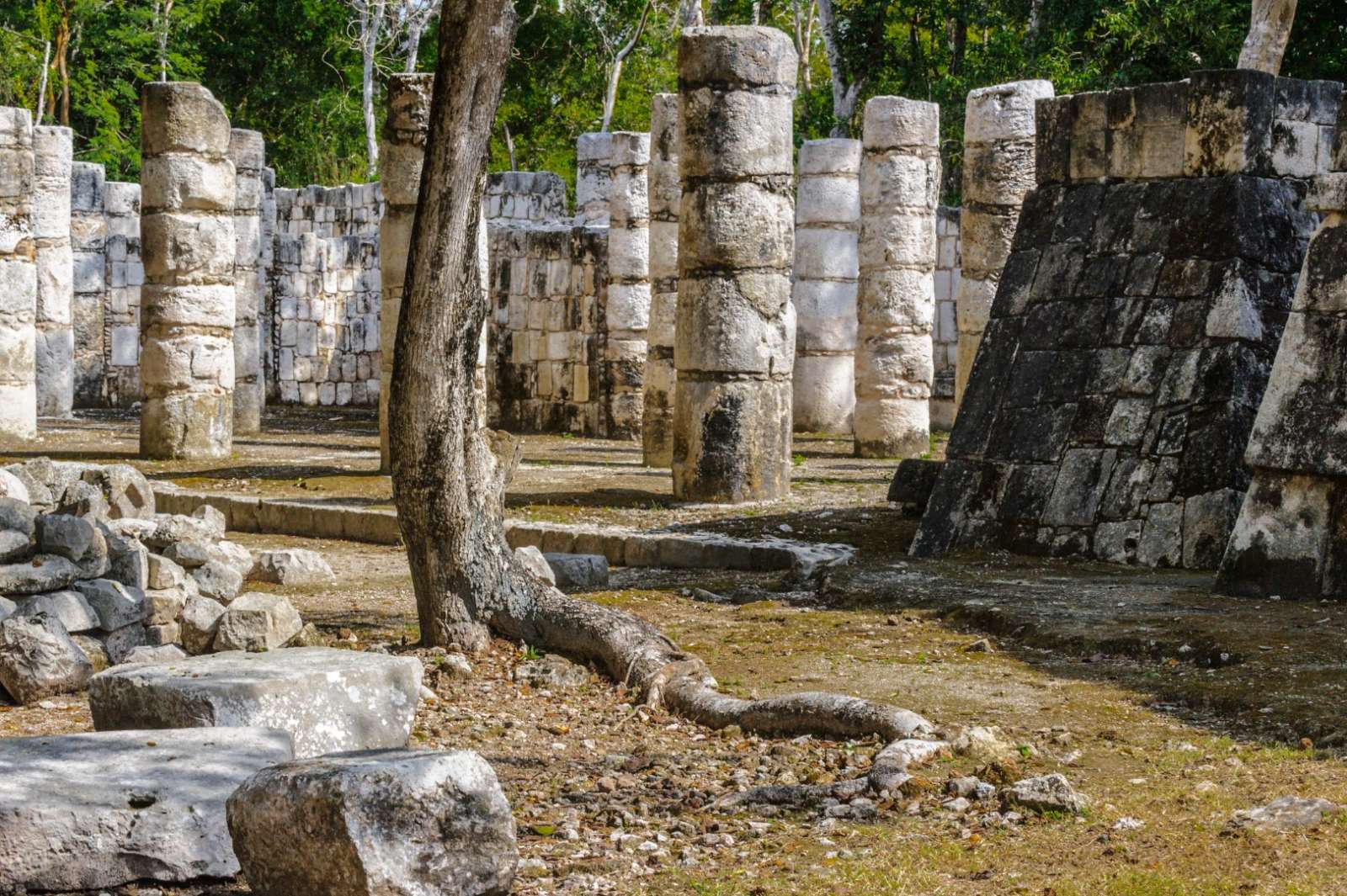 Columns and tree at Chichen Itza