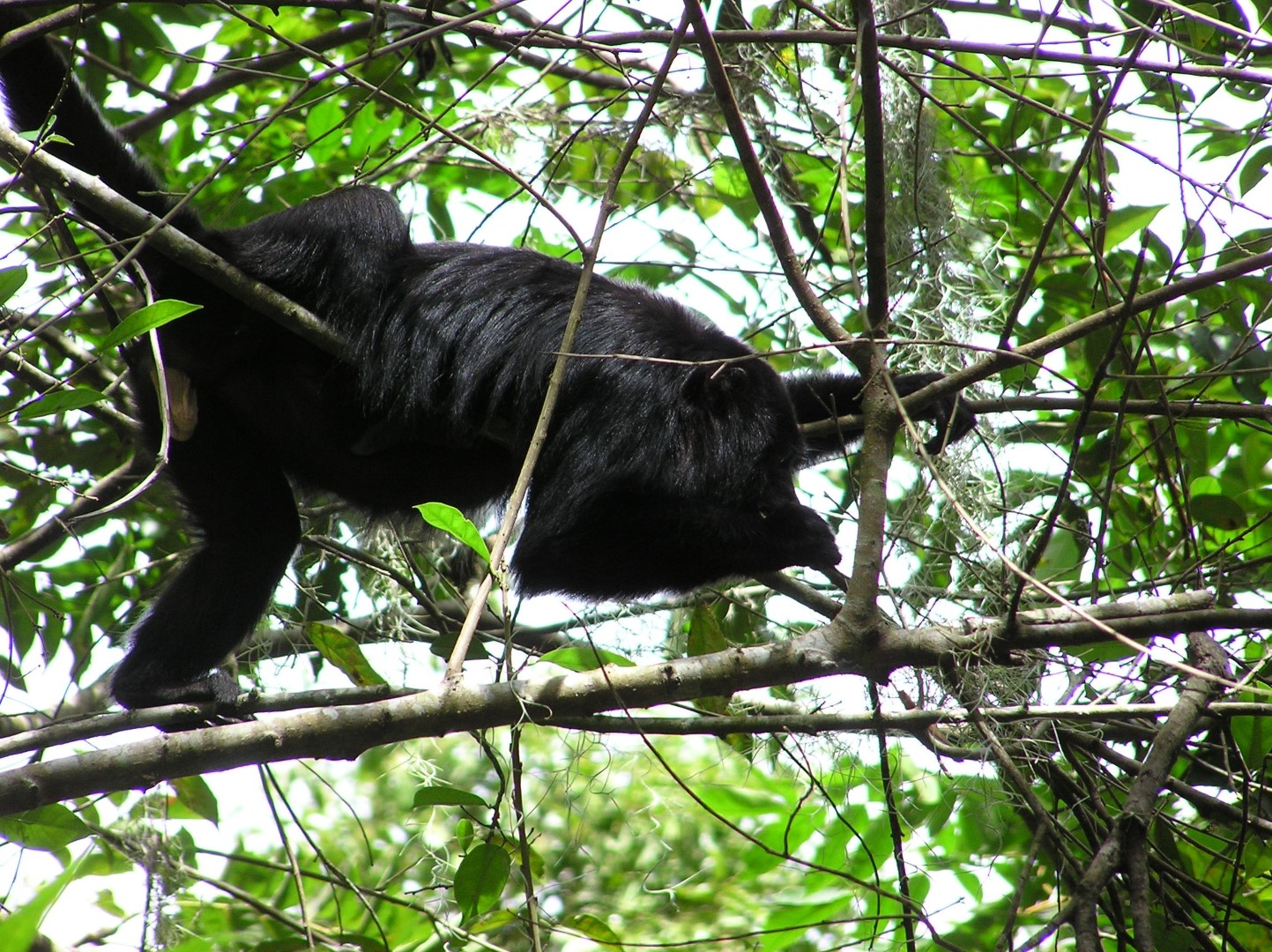 Monkey at Chiminos Island Lodge at Petexbatun