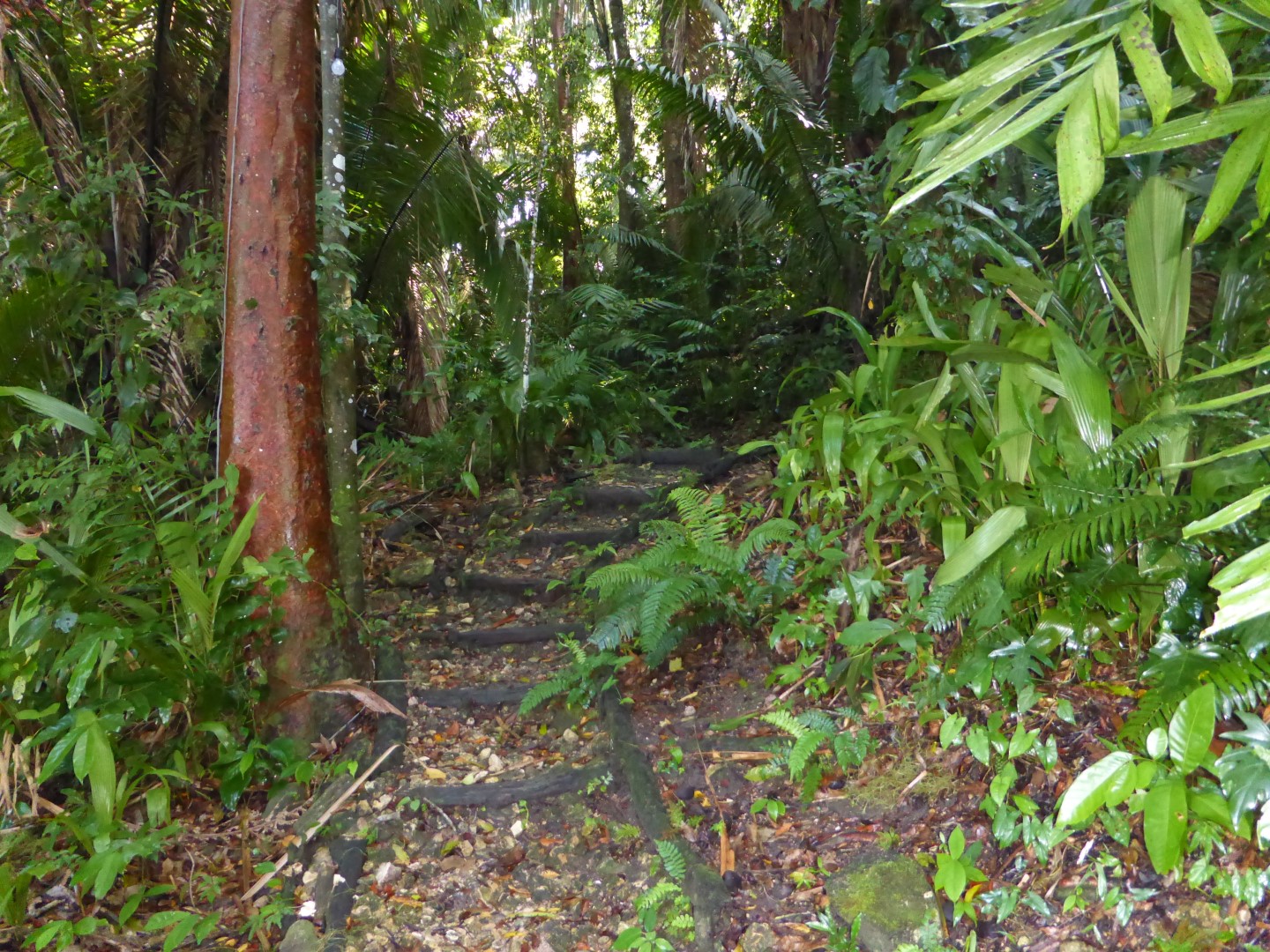 Path at Chiminos Island Lodge at Petexbatun