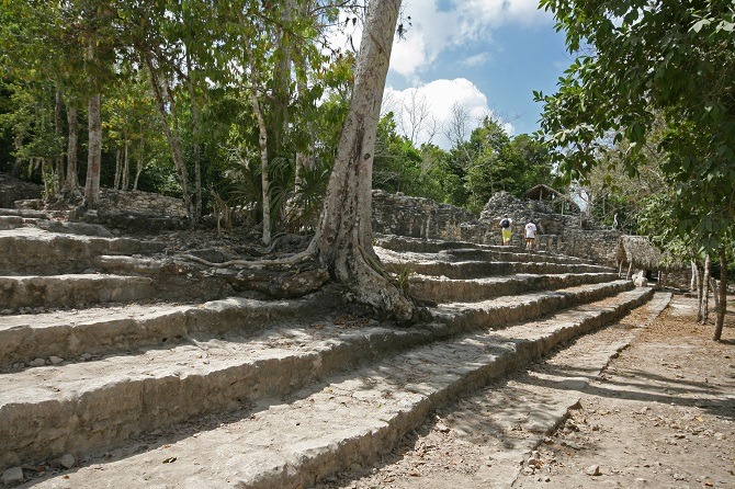 Tree growing through steps at Coba Mexico