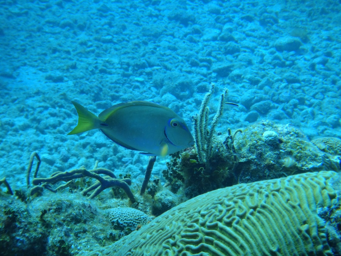 A colourful fish in the sea off Cuba