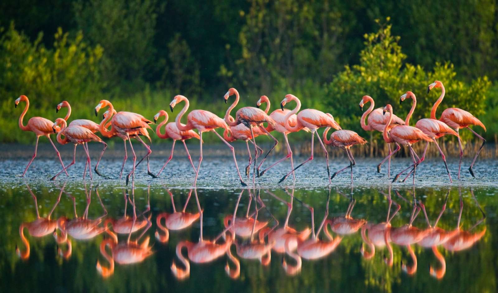 A flock of flamingos in Cuba