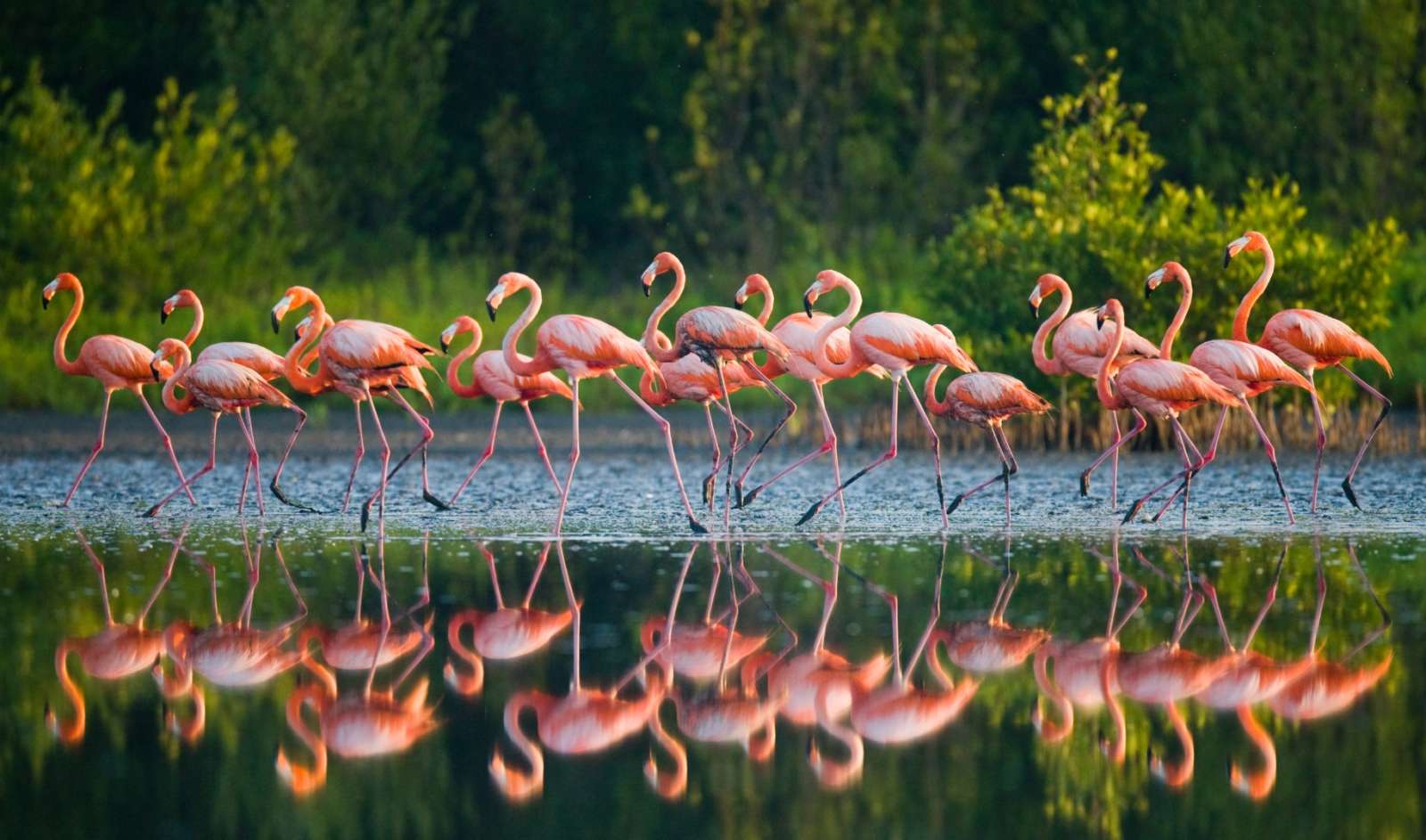 Tailor Made Cuba Holidays & Tours A flock of flamingos in Cuba