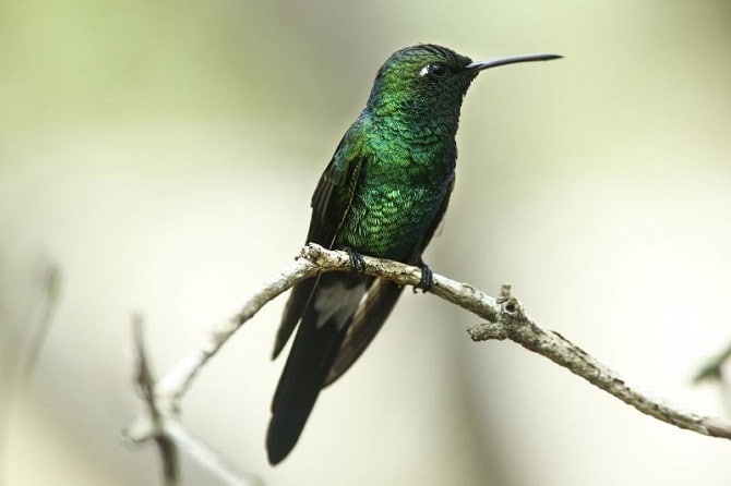 The Cuban Emerald