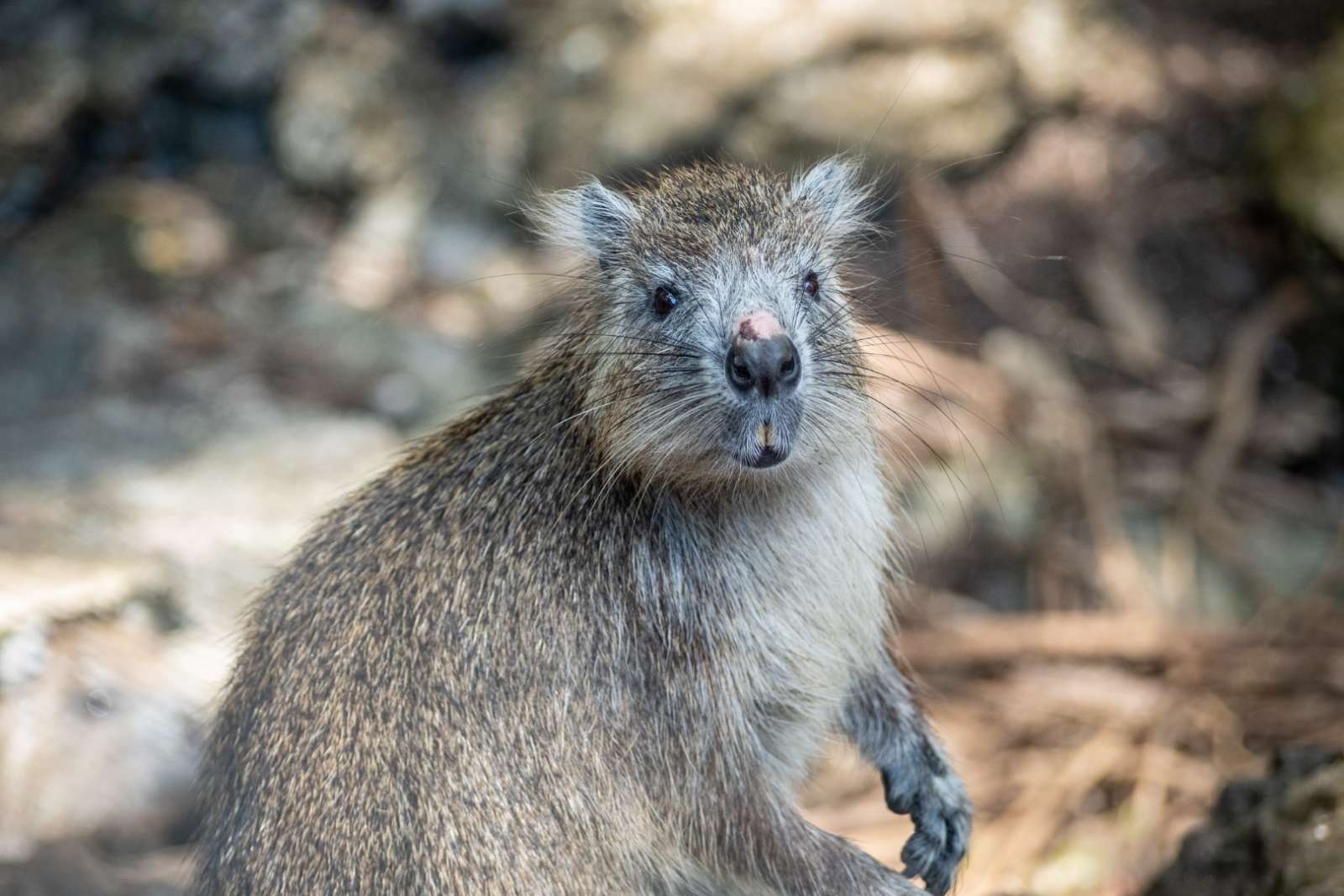 Cuban Tree Rat Or Hutia in the Zapata Peninsula