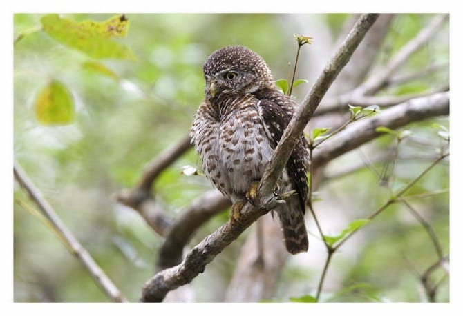 The Cuban Pigmy Owl