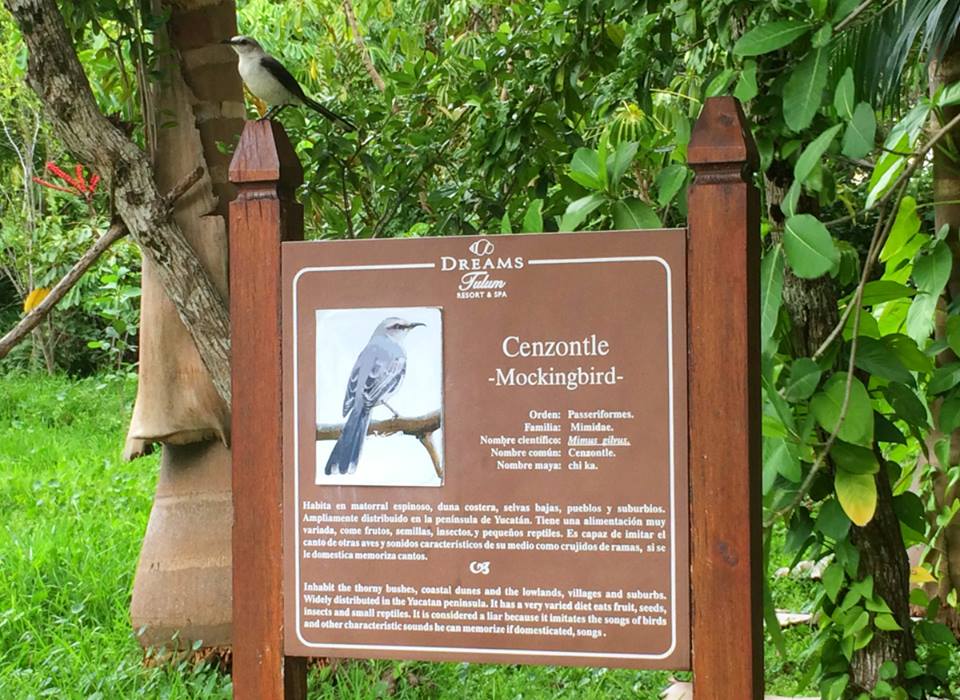 Sign with bird information at Dreams Tulum