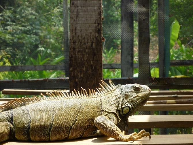 Iguana