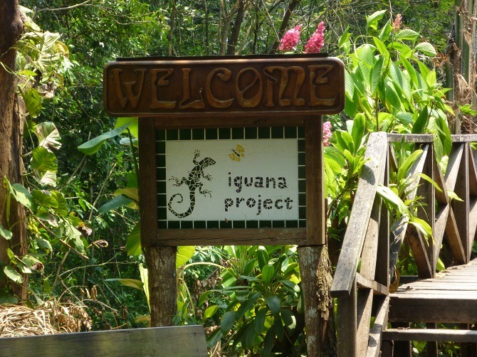 Green Iguana Conservation Project sign