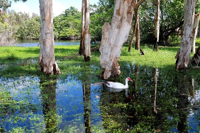 The lagoon at Guama in Cuba