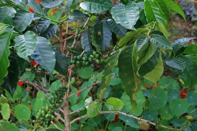 A coffee tree in Guatemala