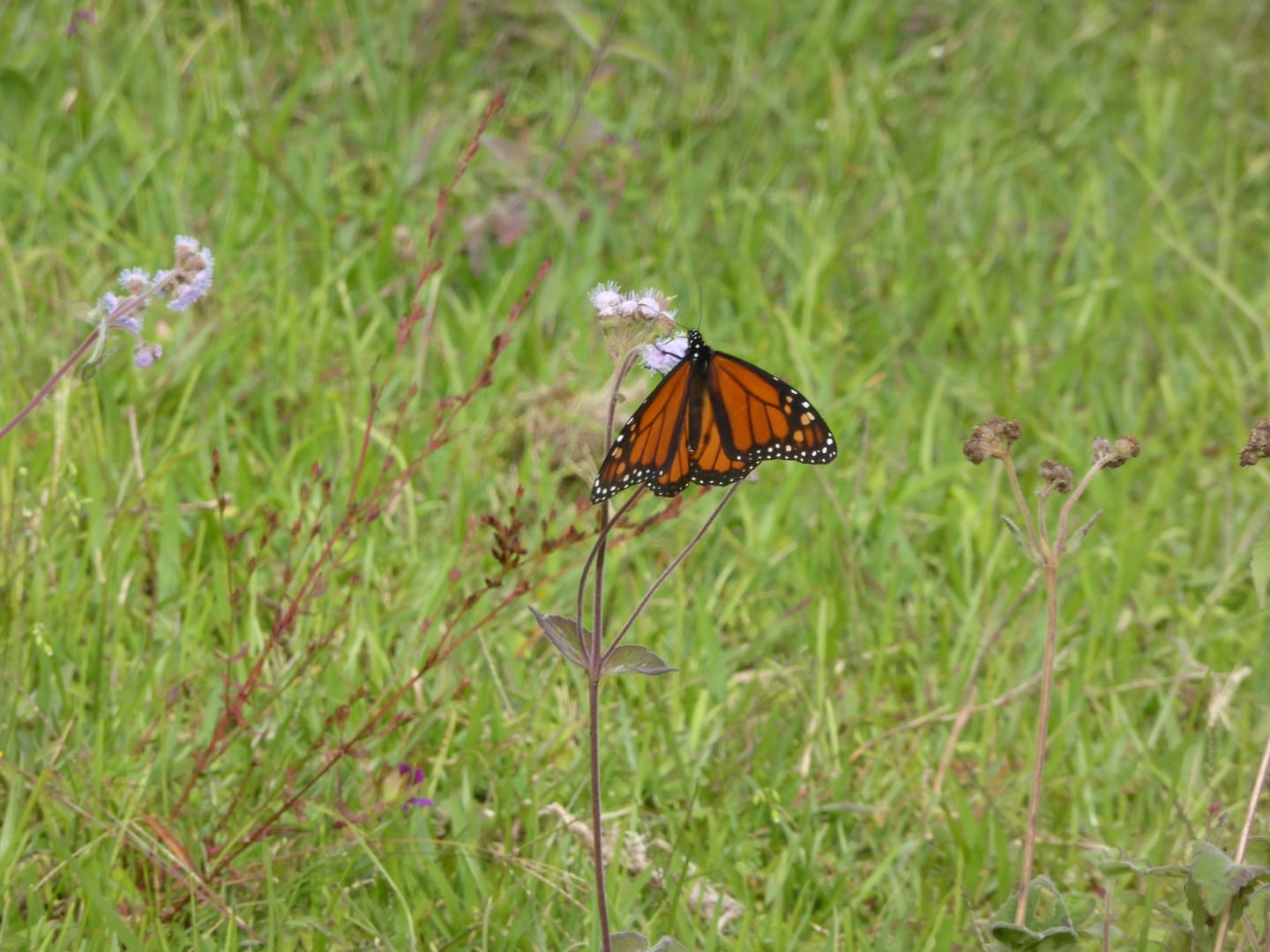 Butterfly at Hacienda Mil Amores in Ixil Triangle, Guatemala