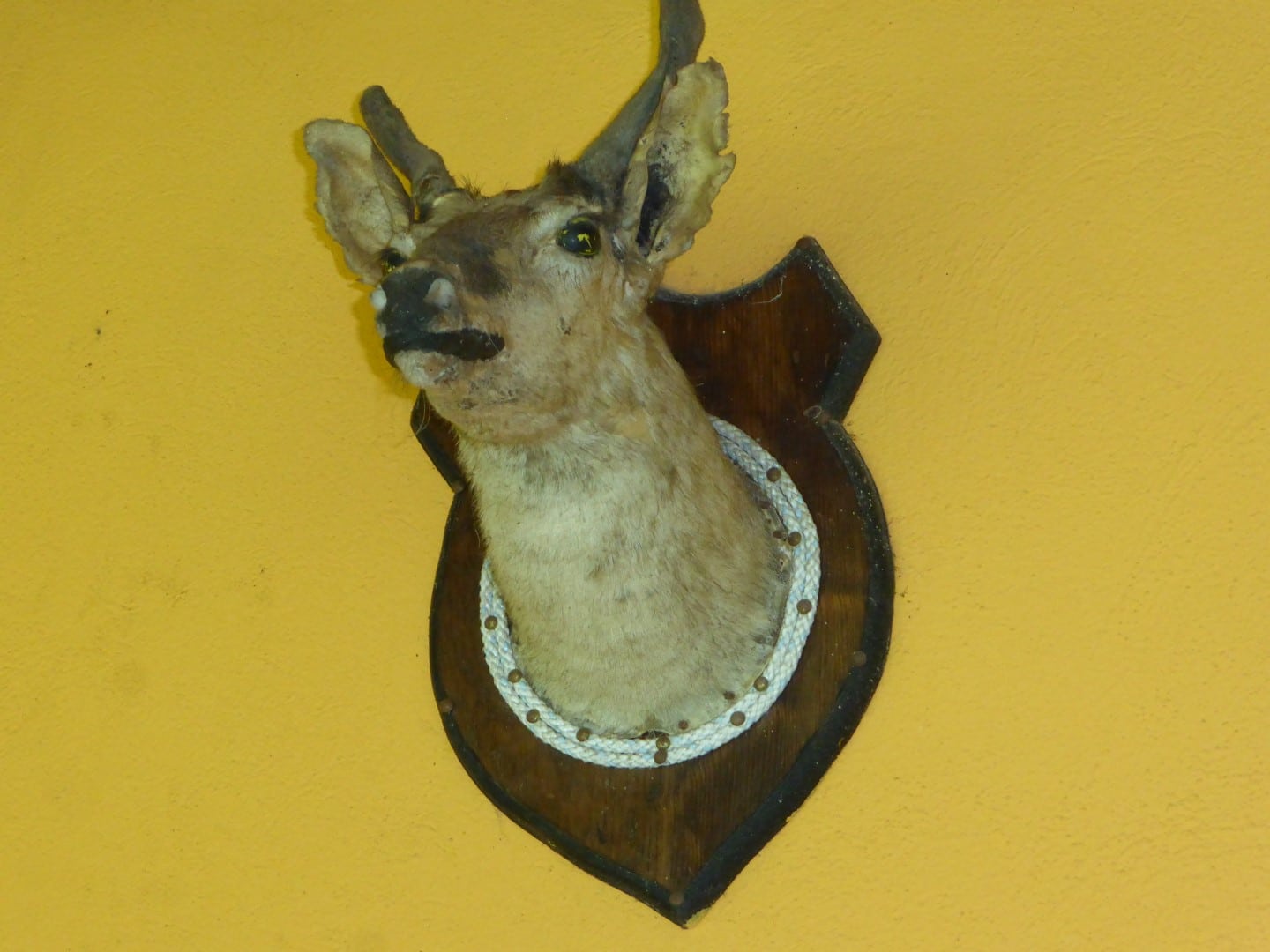 Deer head at Hacienda Mil Amores in Ixil Triangle, Guatemala