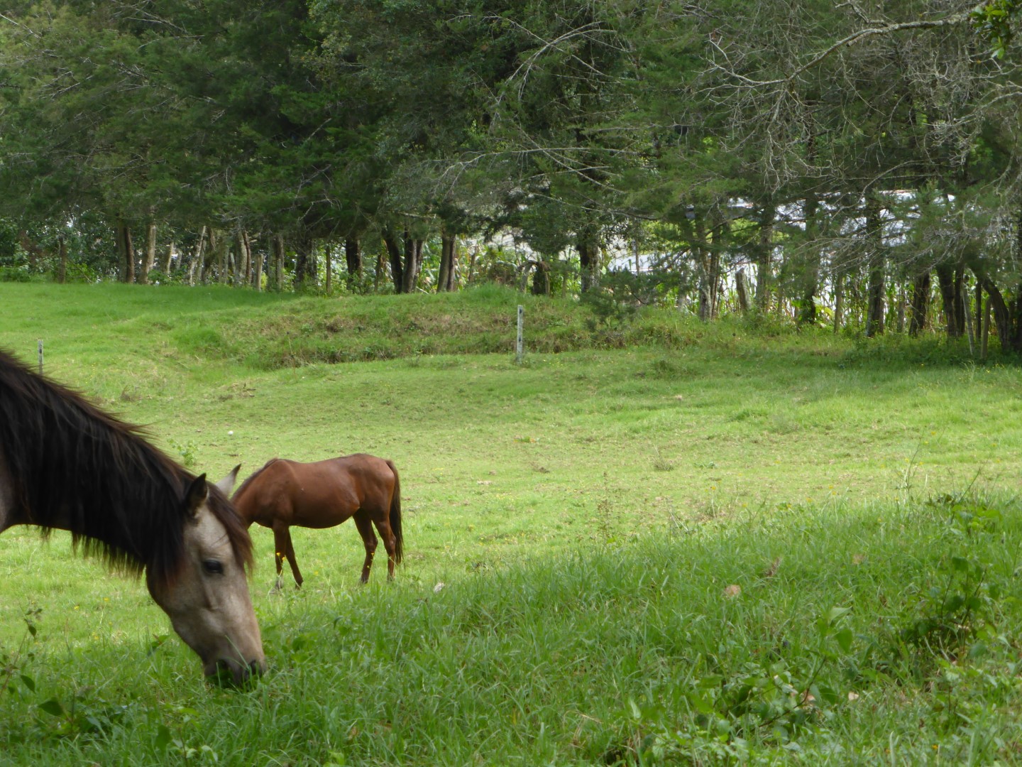 Horses at Hacienda Mil Amores in Ixil Triangle, Guatemala