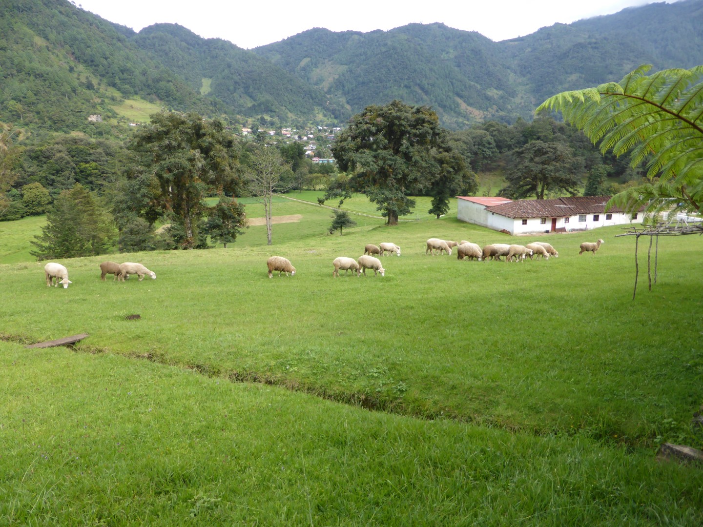 Sheep at Hacienda Mil Amores in Ixil Triangle, Guatemala