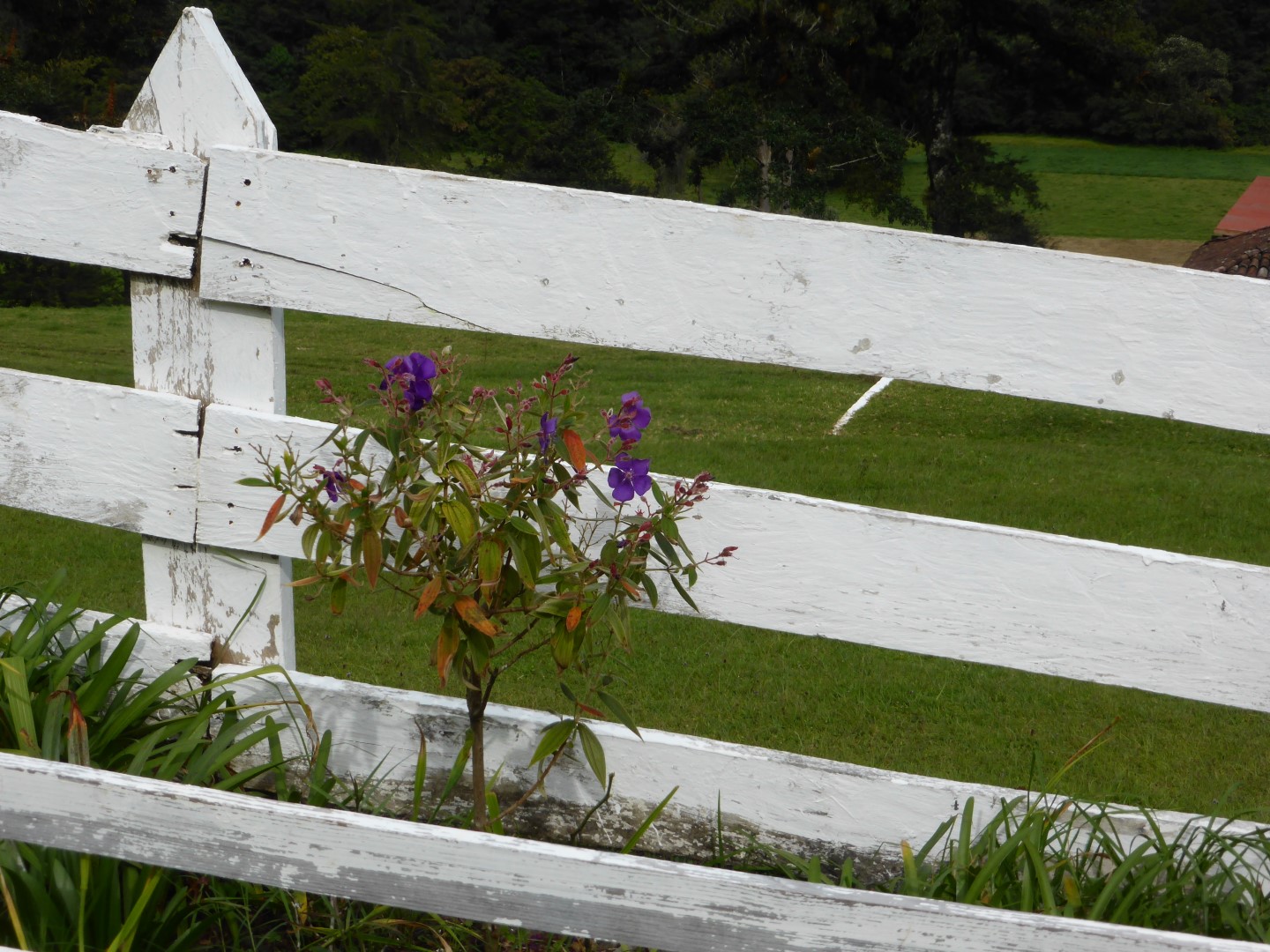 White fence with flowers at Hacienda Mil Amores in Ixil Triangle, Guatemala