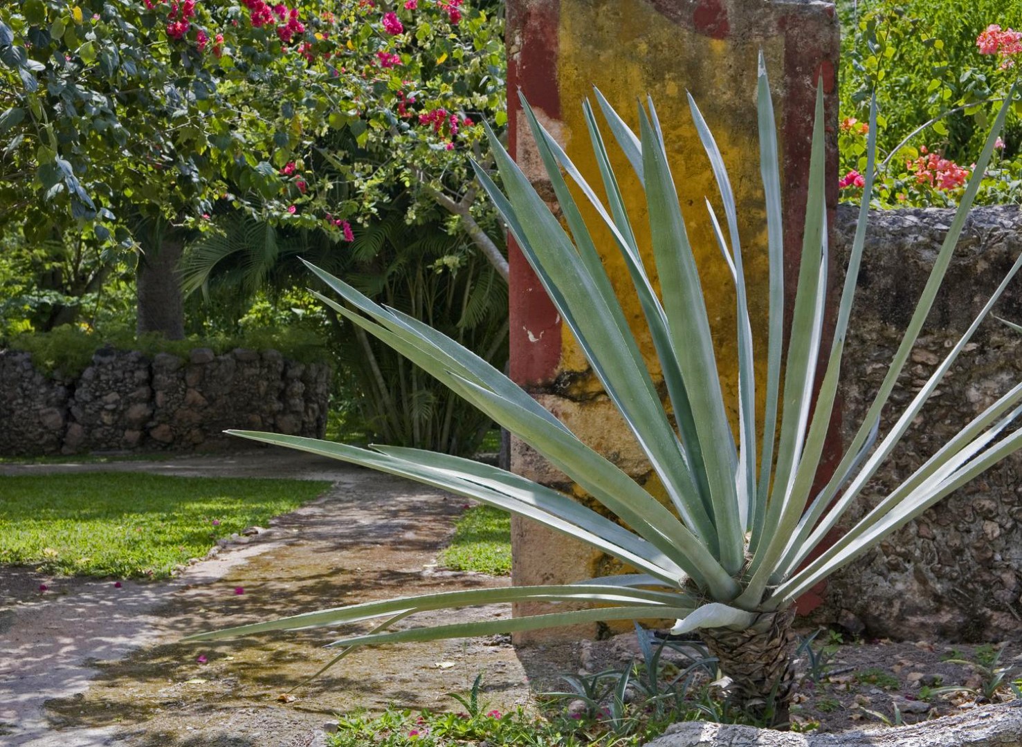 Cactus at Hacienda San Jose