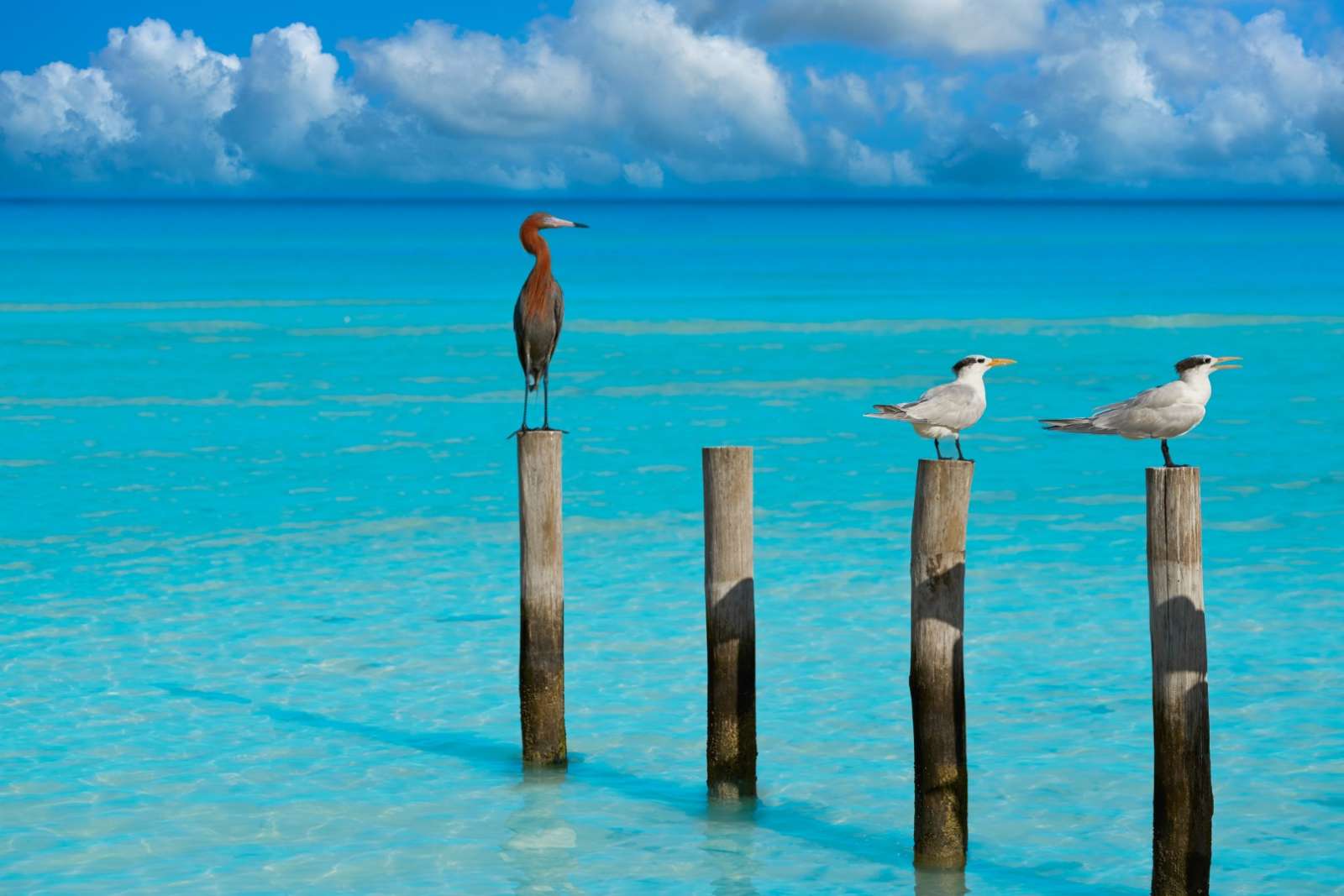 Birds on posts at Holbox, Mexico